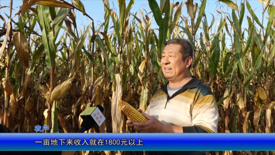 汾州大地沃野生金秋收忙颗粒归仓产量丰