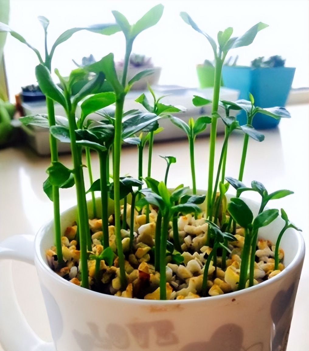 吃水果把核吞进去了,吃完芒果把核扔花盆里