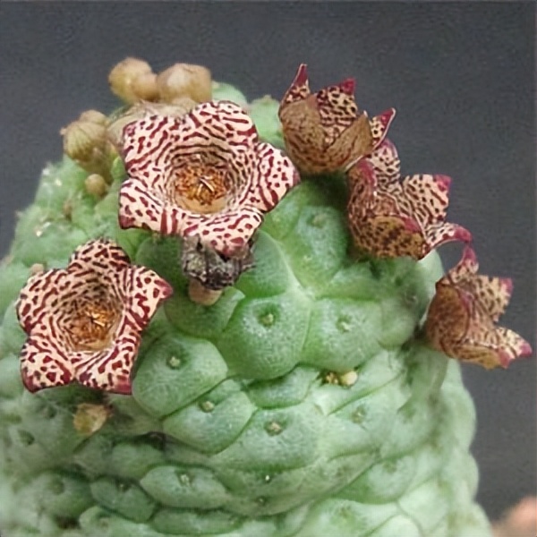 102个大类近500个多肉植物图片，都极其美丽，建议在家中也养一盆