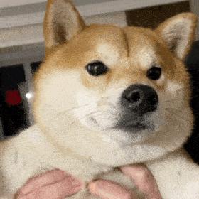 买到星期狗怎么救活,买宠物狗买到星期狗怎么办