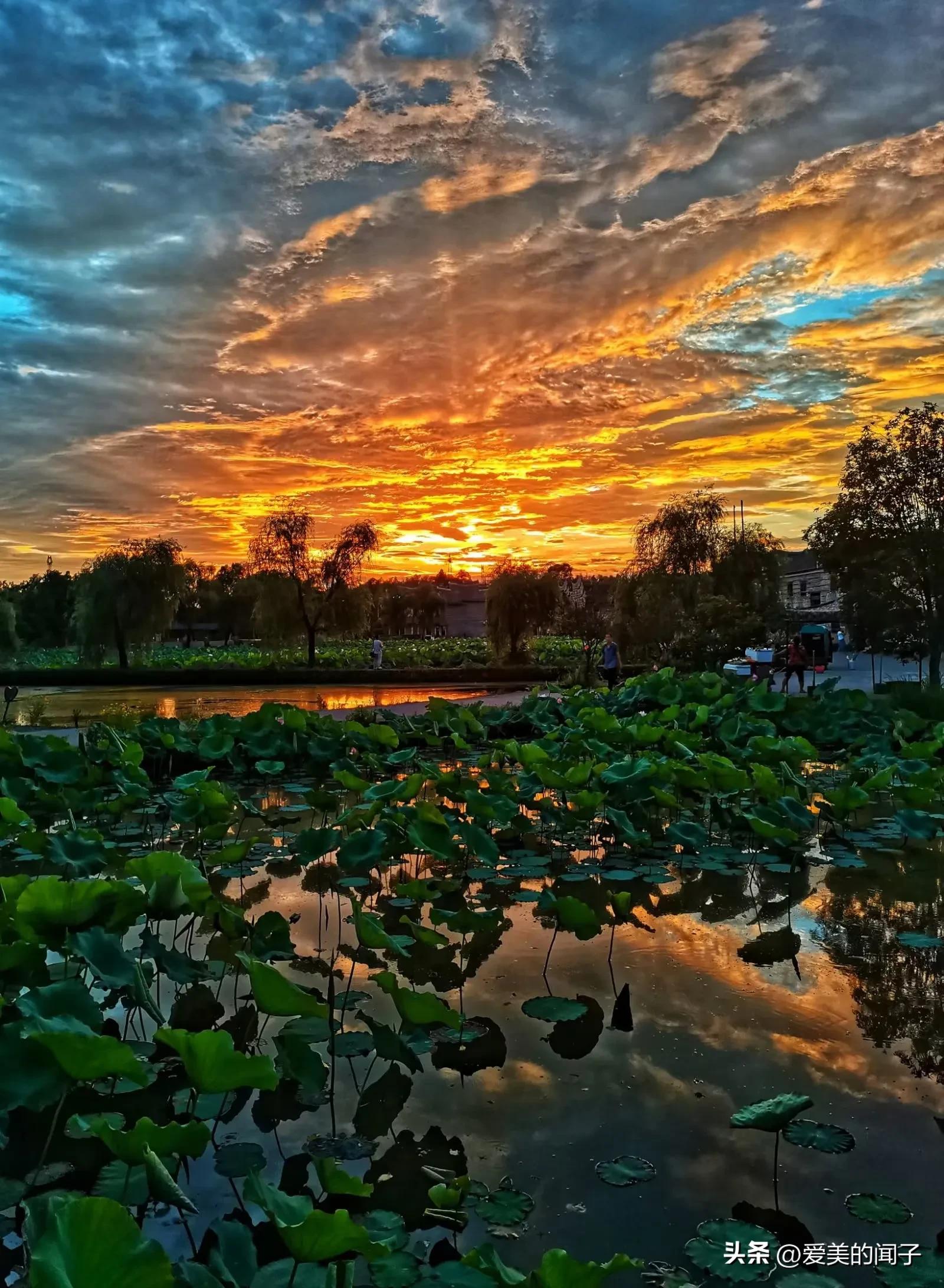 荷花仙子美得让人醉,夏日的荷花美景为你带来凉爽