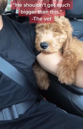 救助了小狗发现长大不简单,收养了一只小狗成长历程