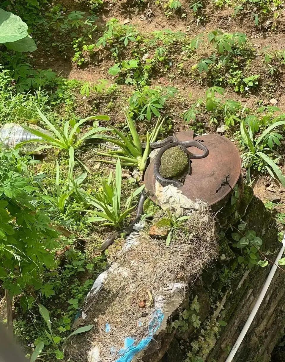 滑鼠蛇厉害还是眼镜蛇厉害,农田判断眼镜蛇的方法