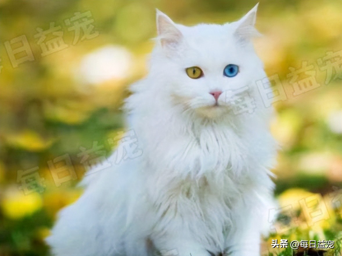 中华田园猫常见猫颜色和品种,中华田园猫最稀有的猫品种