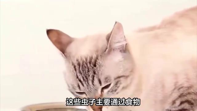 猫咪有虫怎么驱虫,猫咪体内驱虫是驱什么虫