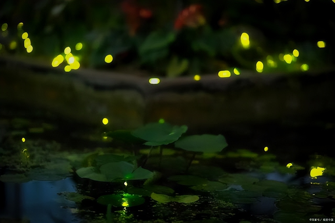 黄色荧光虫,发现好多萤火虫图片