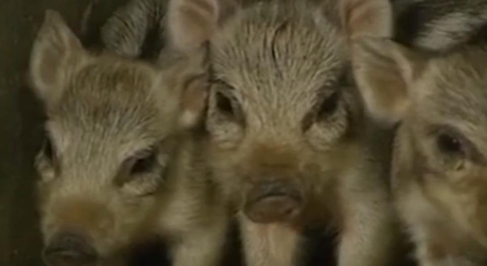 富家女下嫁农村小伙婚后生活,富家女子嫁给穷小子过苦日子