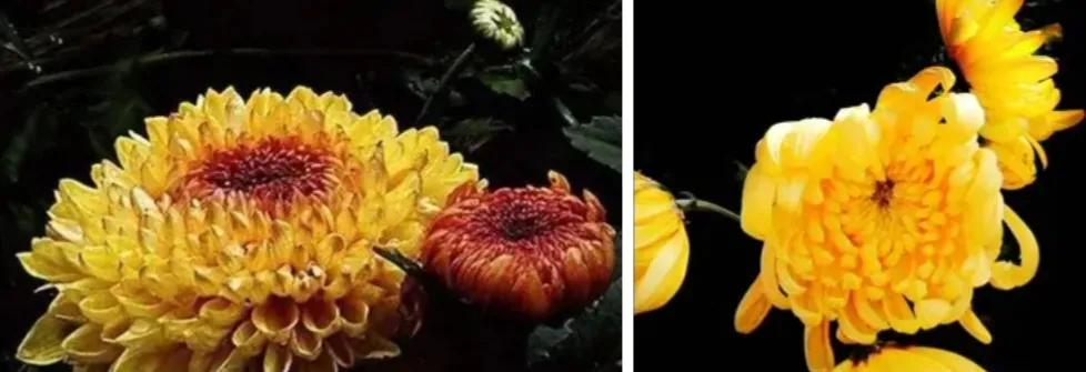 不是花中偏爱菊菊花开尽更无花,不是花中偏爱菊只是花开尽更无花