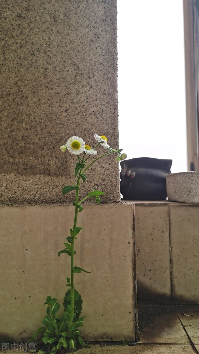 顽强的生命力,顽强的生命力的歌曲