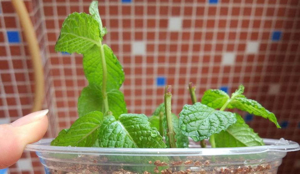 薄荷扦插为什么一晒太阳就下来了,扦插的薄荷怎么发蔫