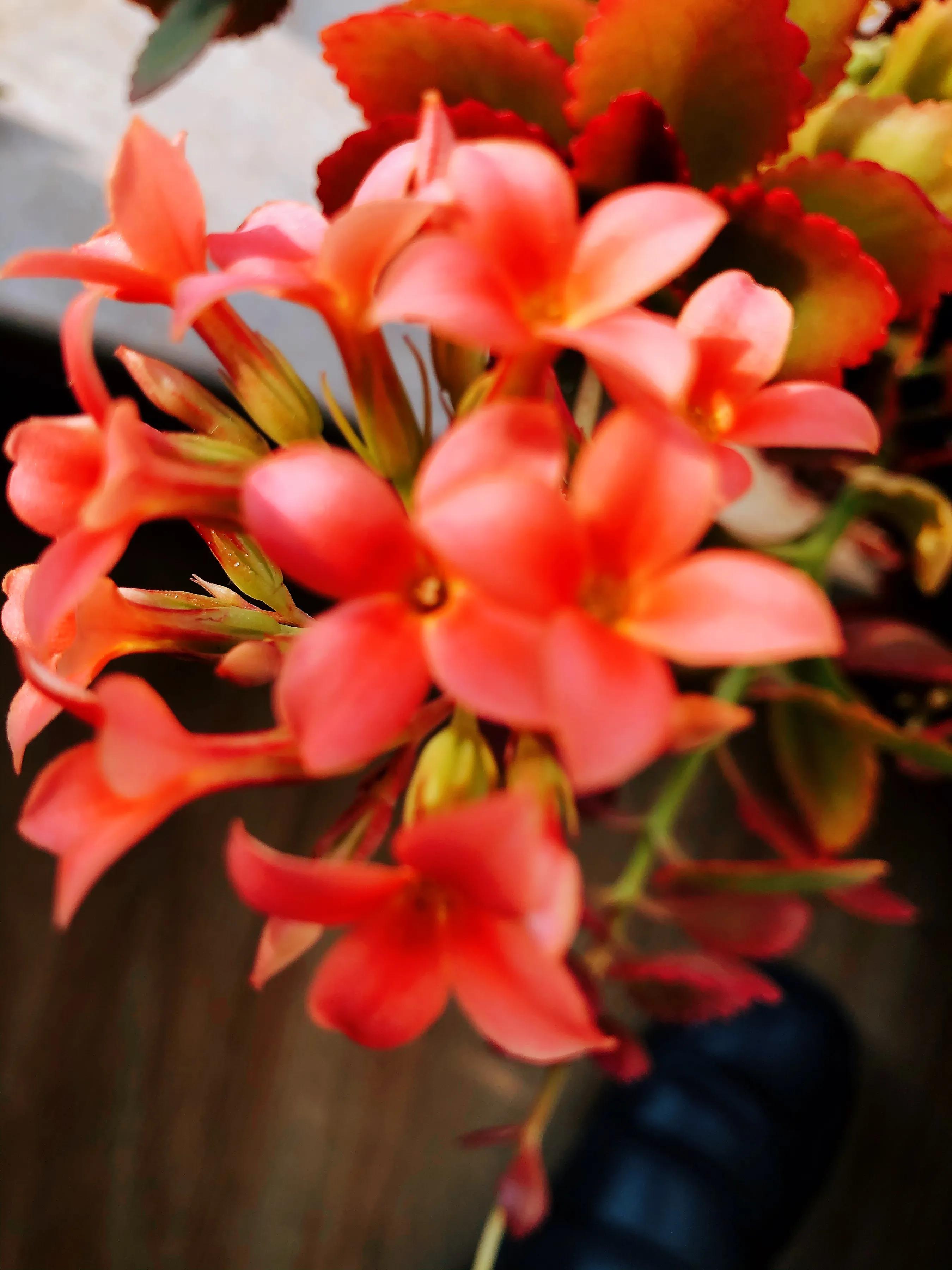 家里养什么花儿好养活,家里养的花儿图片