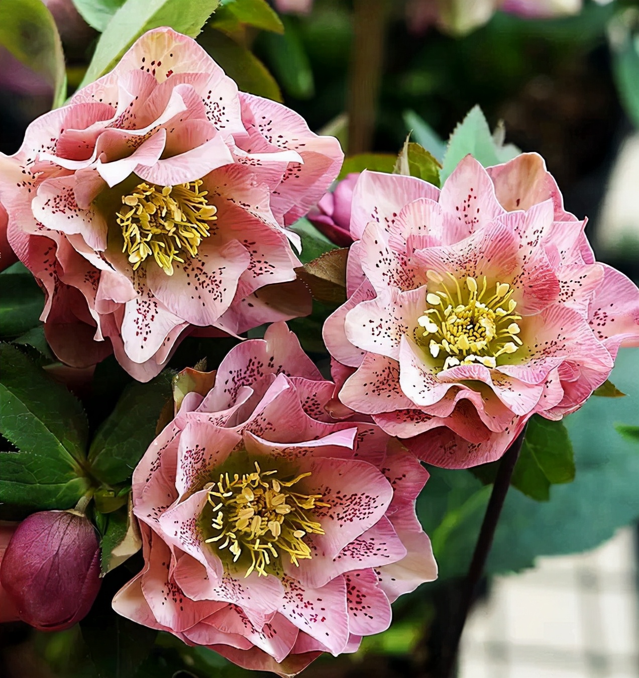 毒性很强的花是什么花,这6种常见的花有毒性