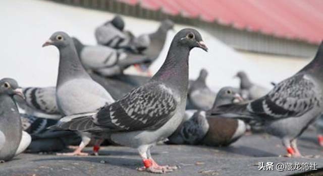 赛鸽幼鸽喂养与管理,幼鸽怎么训才能飞出成绩