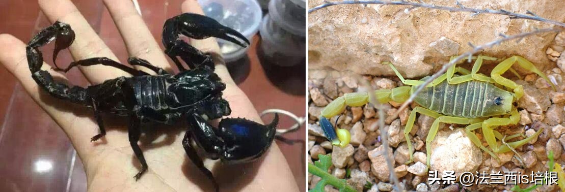 广州海关截获11箱588只蛇蛙蜥蜴,广州海关截获蟑螂200只