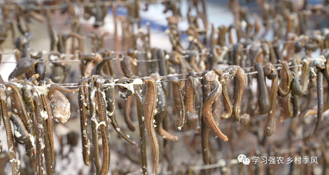 王振民的“蛭”富经