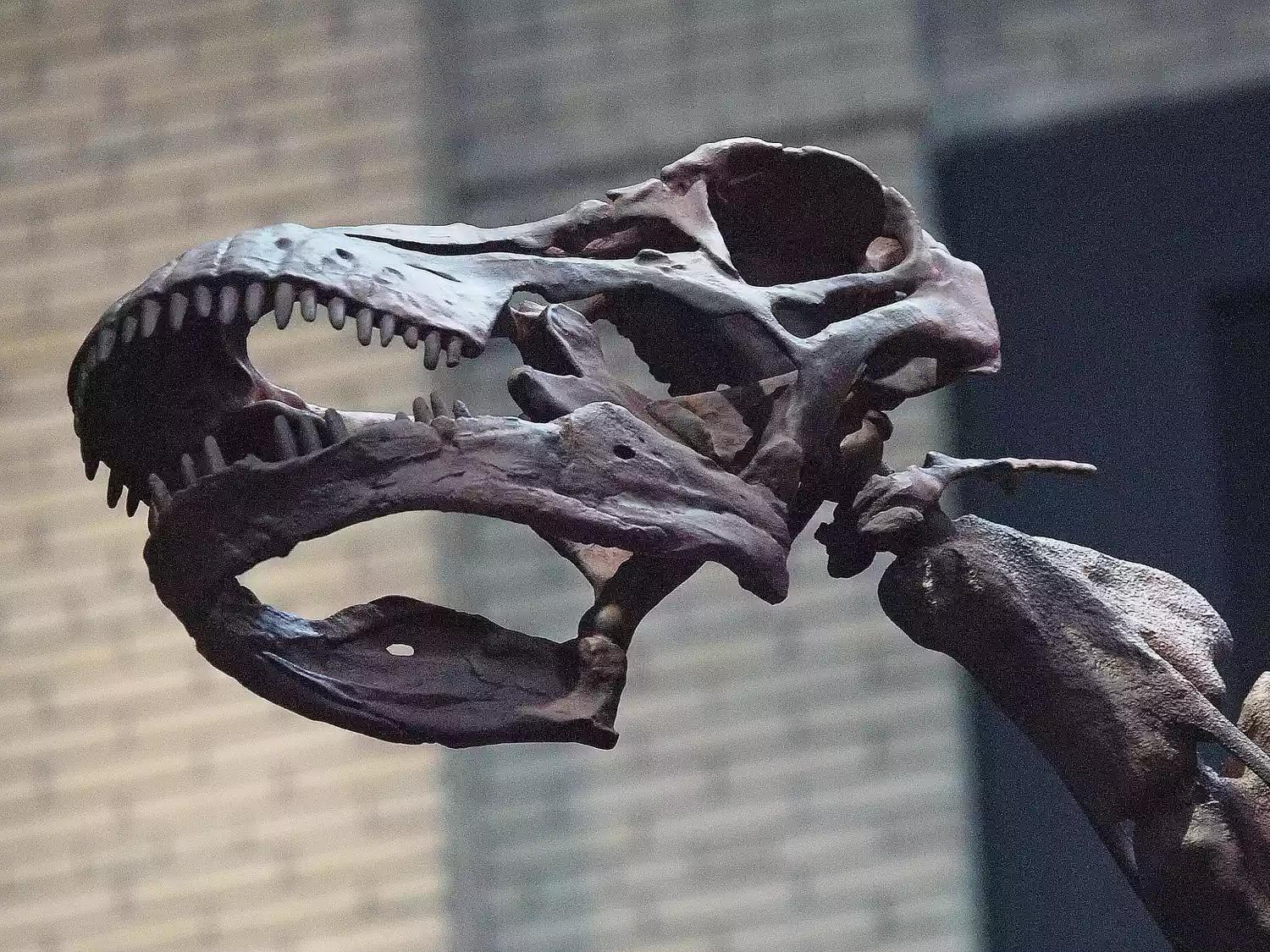 恐龙时代泰坦巨龙与雷龙,泰坦巨龙恐龙化石