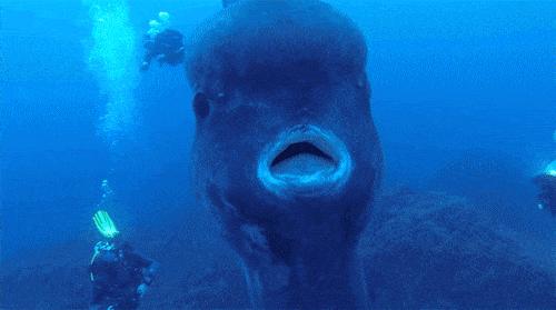 海洋里翻车鱼被吃了一半还能活吗,海中自助餐