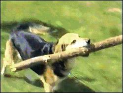 狗嘴里吐不出象牙梗,狗嘴里吐不出象牙是形容词么