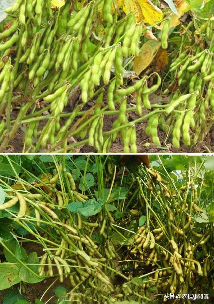 种大豆施什么化肥大豆能高产,大豆高产打什么药水大豆饱满