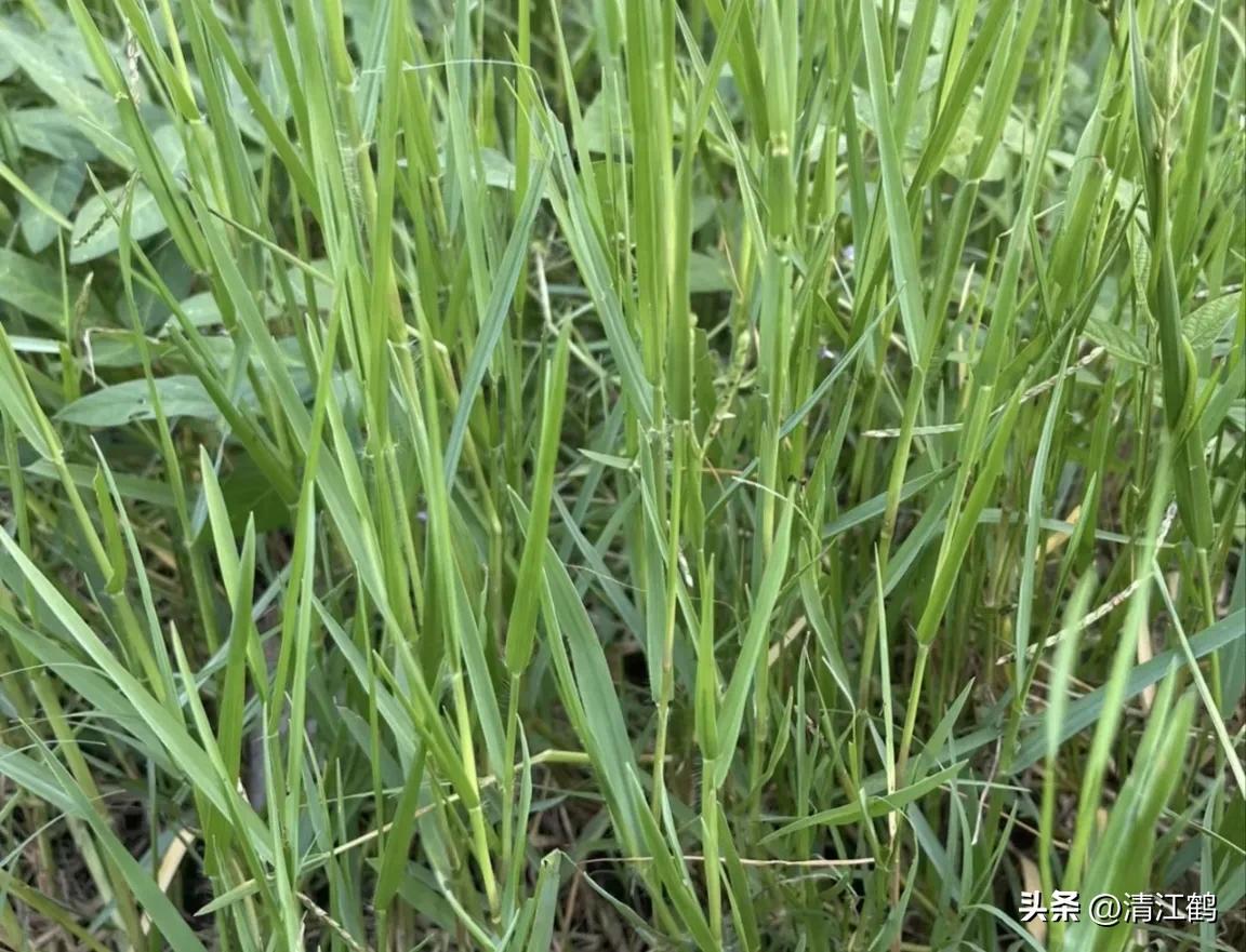 怎样解决除草剂对树的危害,十大恶性杂草除草方案