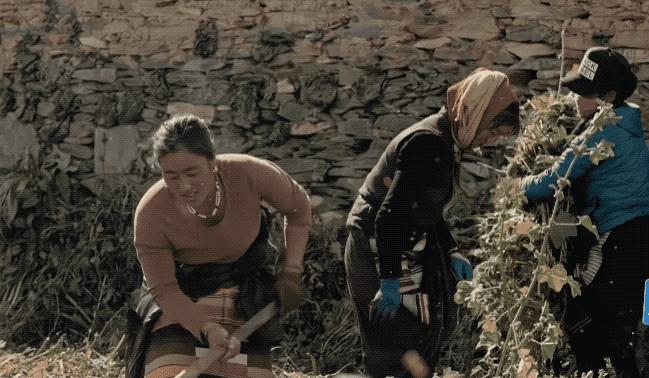 锋菲20年前,锋菲重逢