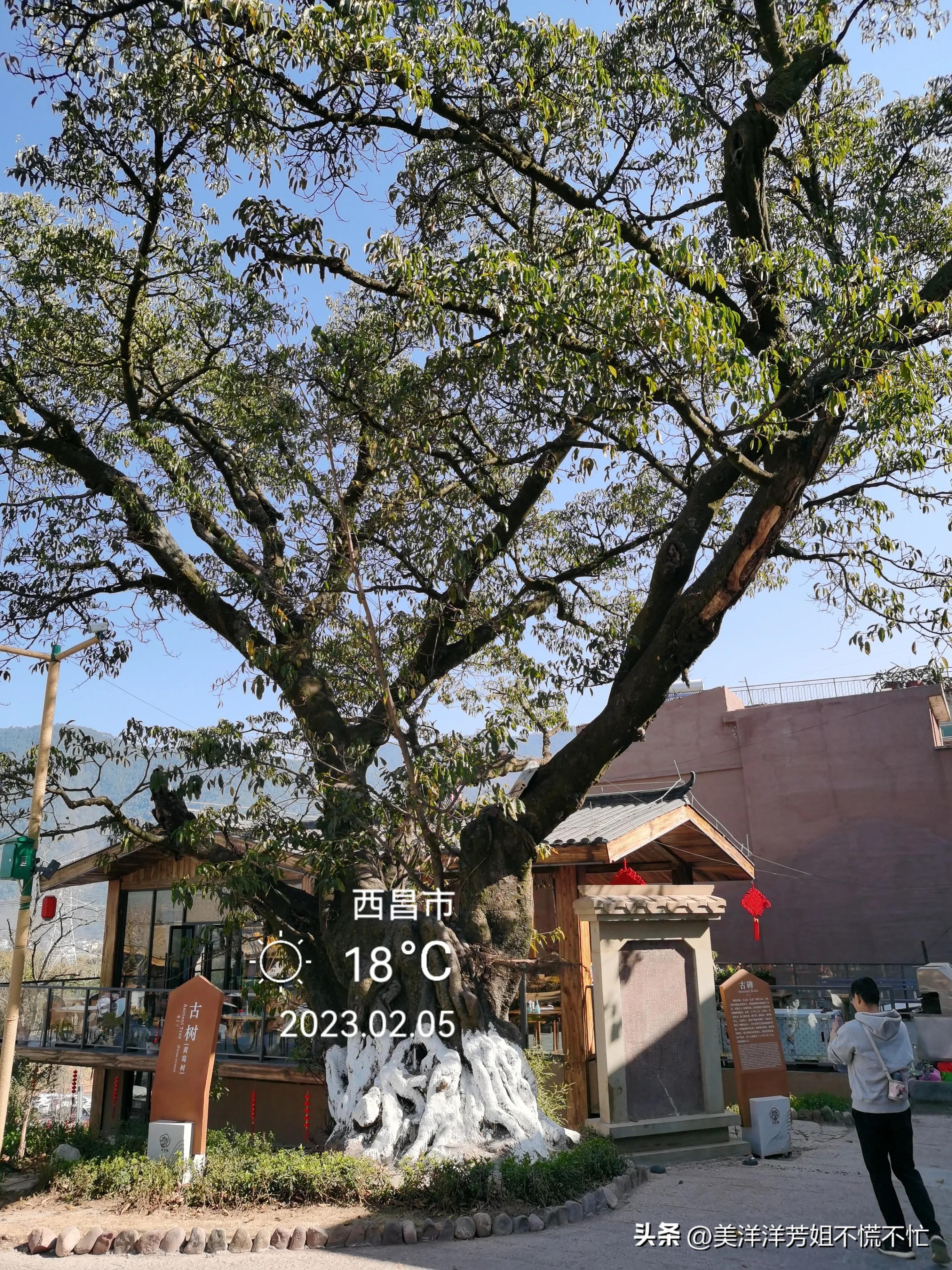 西昌邛海什么时候有海鸥,冬季去西昌邛海喂海鸥