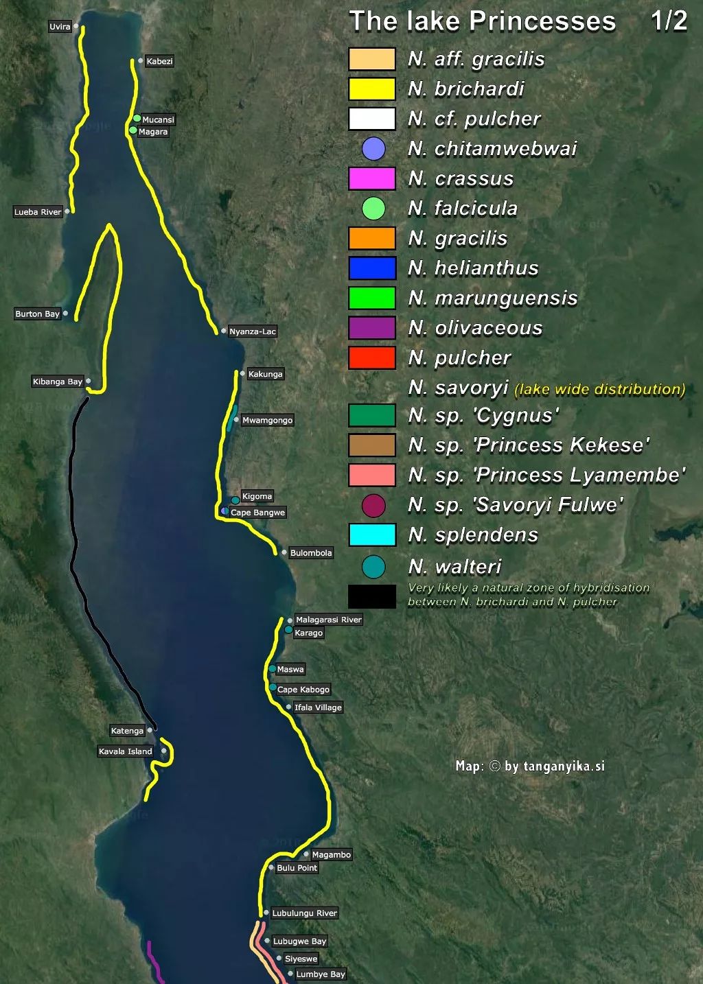 三湖慈鲷杂鲷品种图鉴大全,三湖慈鲷最好看的十种马鲷