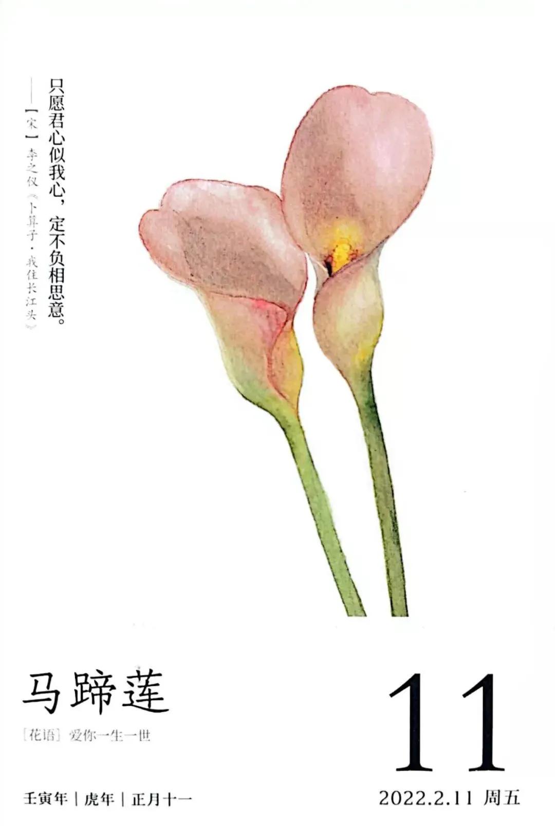 马蹄莲，假花的花期与质感，美神也妒忌的美感｜花名册No.00037