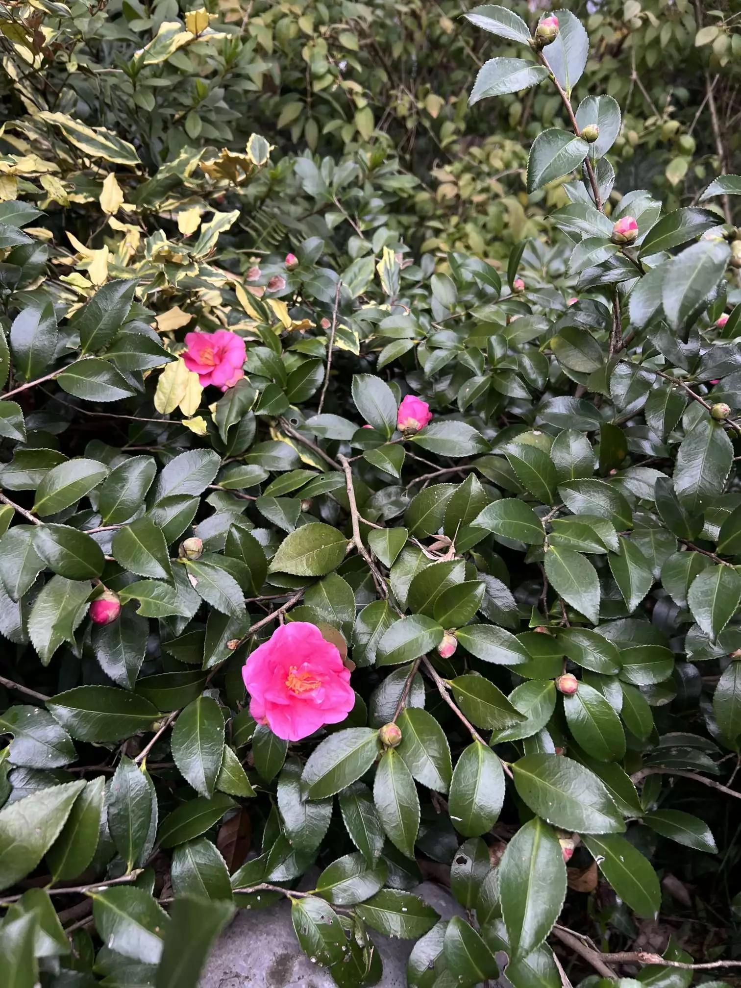 认识各种花卉名称,认识各种花的名字