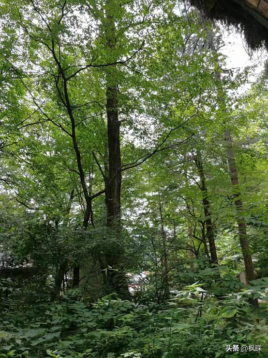 西安香格里拉消费价格,西安香格里拉在哪个区