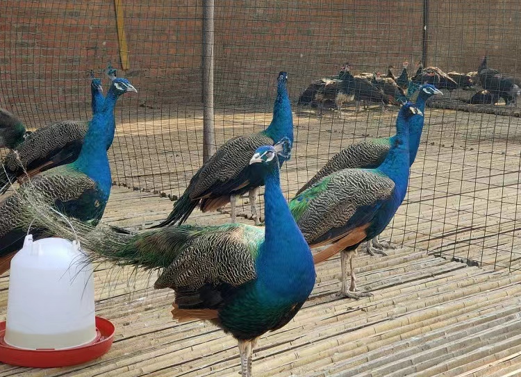 养孔雀主要靠什么赚钱,在农村养孔雀挣钱吗投资多少