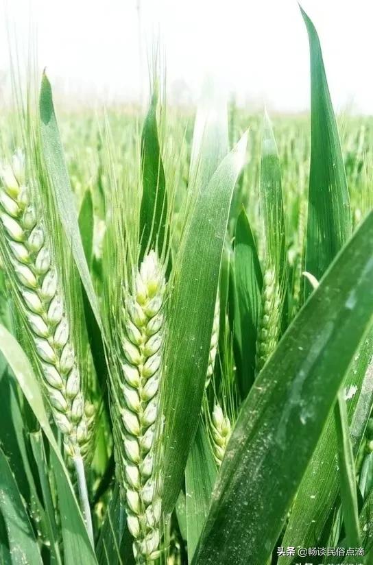 俗语：“三月怕三七，四月怕初一”，四月初一到了，有什么可怕的