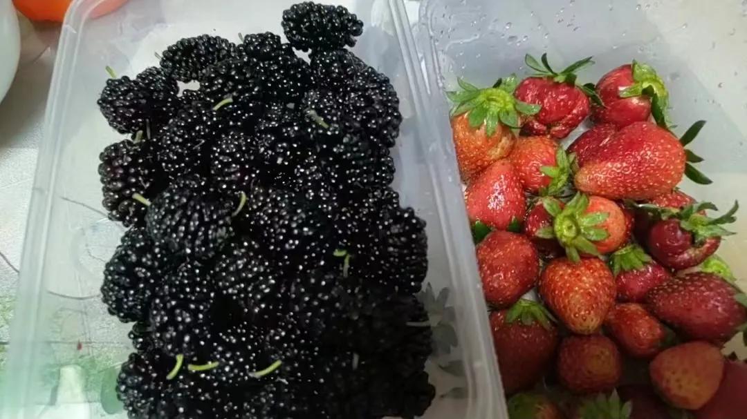 桑葚树野外采摘,新鲜采摘桑葚多少钱一斤