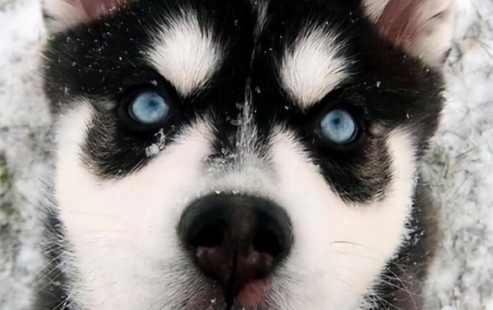 十二星座白羊座最喜欢的狗狗,十二星座狗狗跟哪一个狗狗有点像