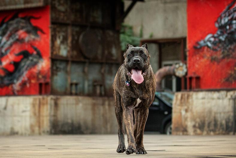 为什么养“卡斯罗”的人越来越多，网友：养了就不想换狗了