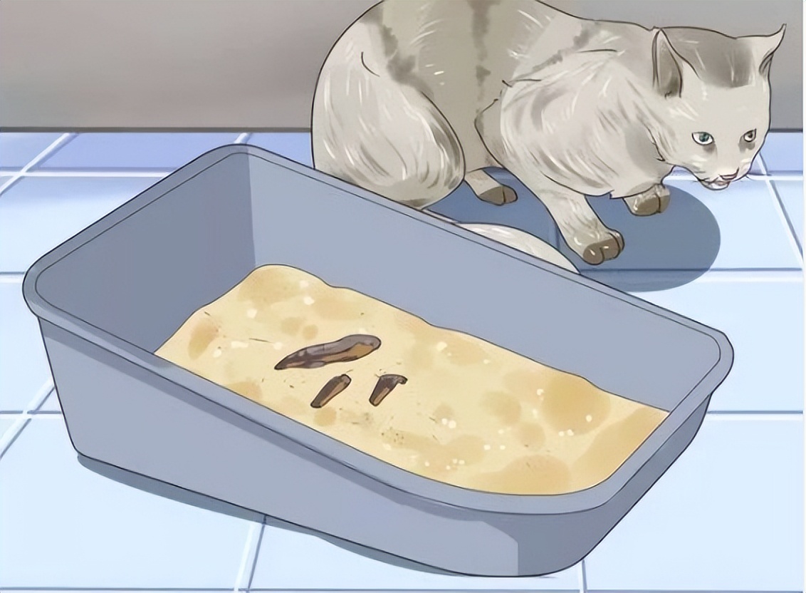 猫咪常见寄生虫病的介绍,猫咪寄生虫感染什么症状