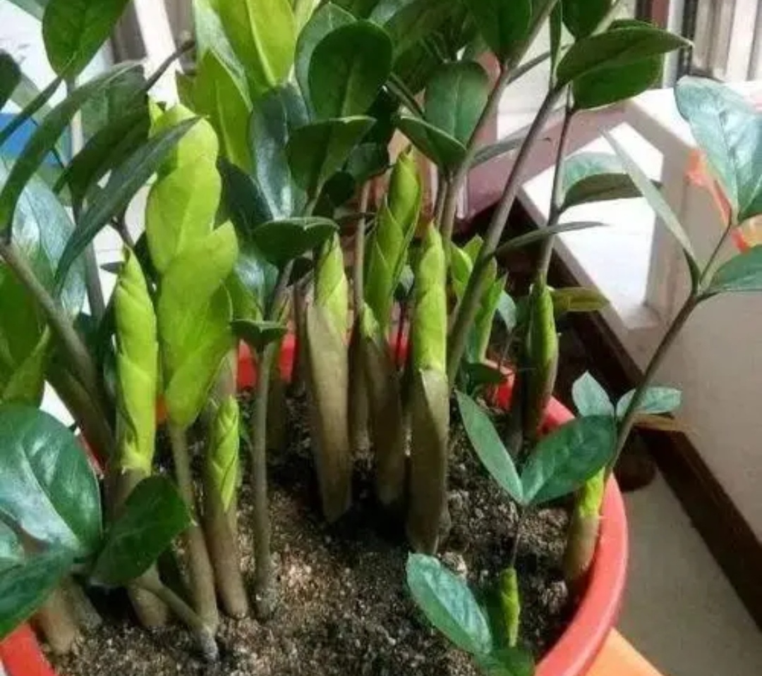 金钱树长新芽怎么养护,金钱树新芽一直长高