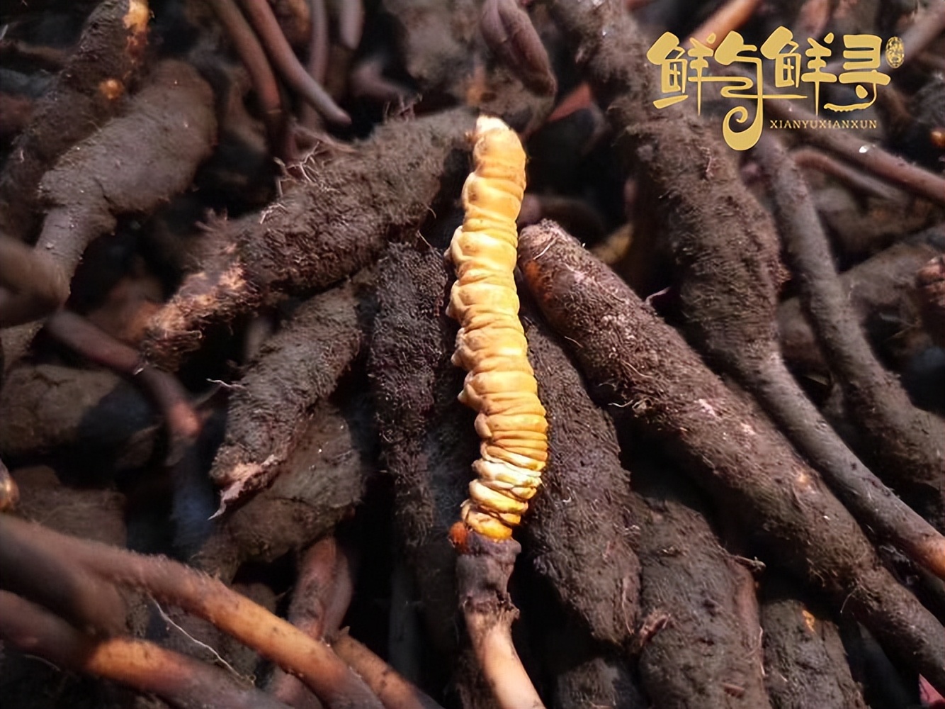 冬虫夏草鲜草为什么比干草便宜,冬虫草鲜草和干草区别