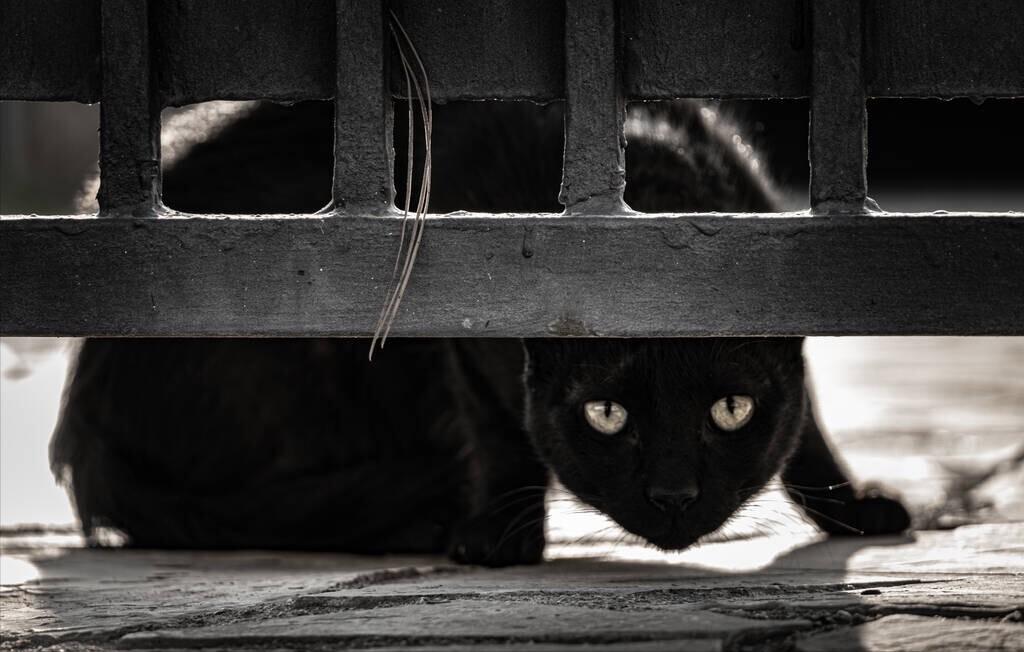 养猫老人家不让养,老人说养猫不好