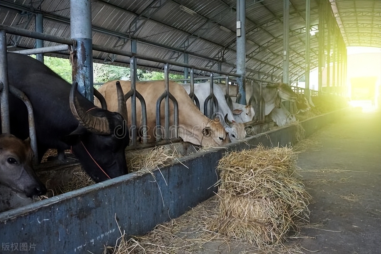 畜牧经营管理如何打造国际竞争力,如何提升畜牧产业竞争力