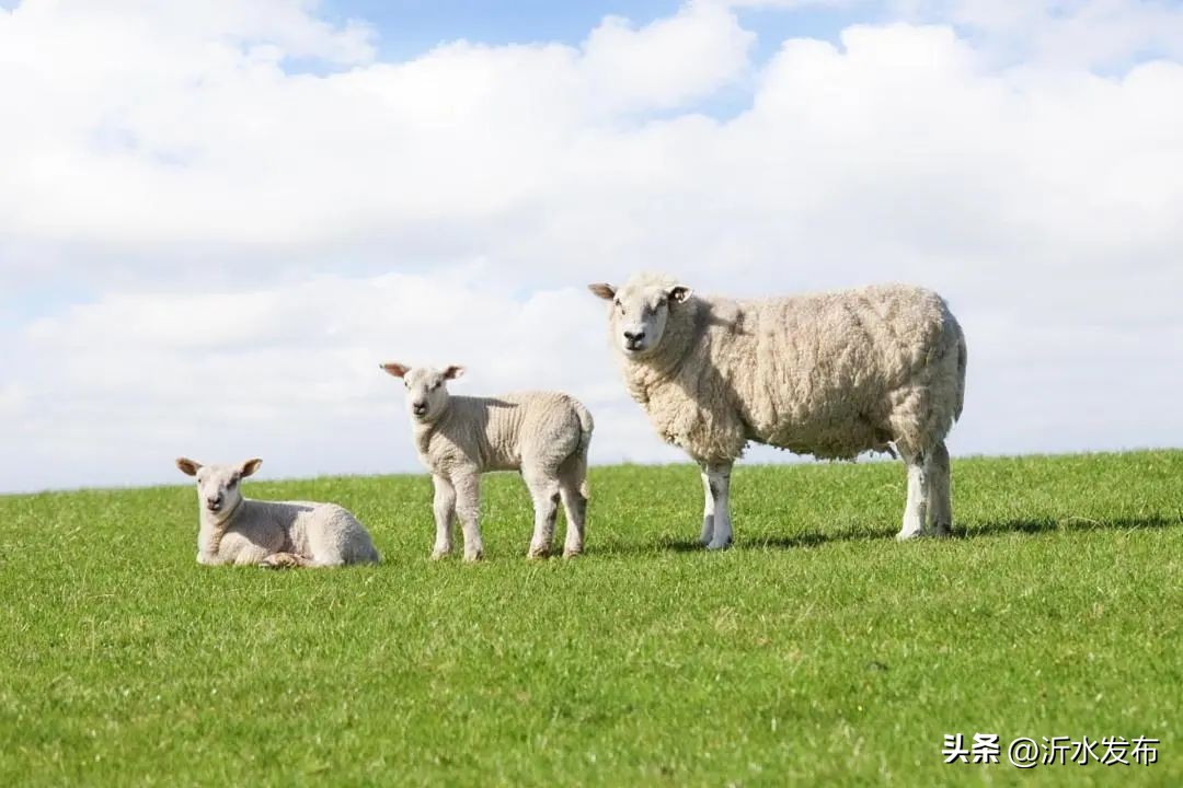 这几个生肖好运气总能闯出大名堂,这几大生肖时来运转前途光明