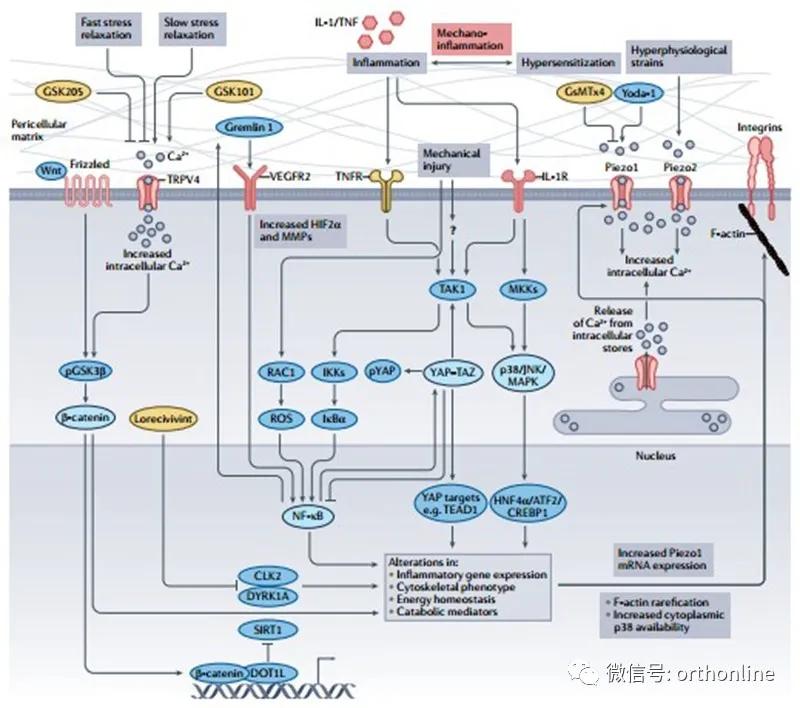 林剑浩：2021年骨科再生领域基础研究进展