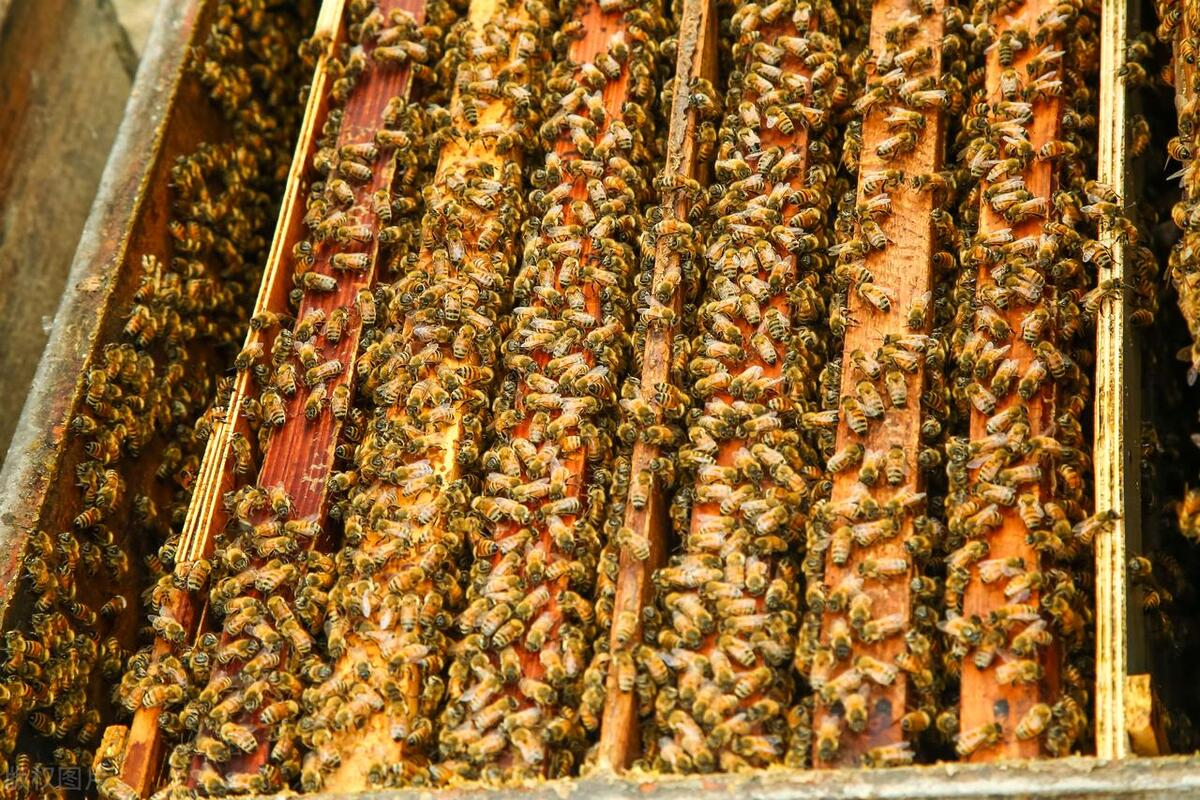 中蜂的养殖技术蜜蜂如何过冬,北方蜜蜂越冬养殖技术视频