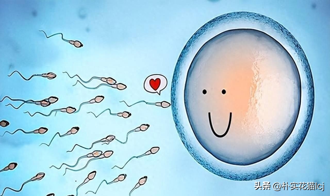 精子受孕未成功后去哪了,没有成功受孕的精子都去哪里了