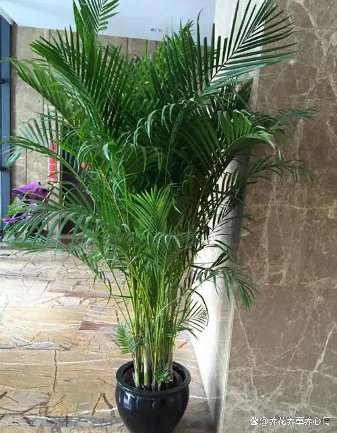 适合家里的高端绿植有哪些,最适合家里的绿植