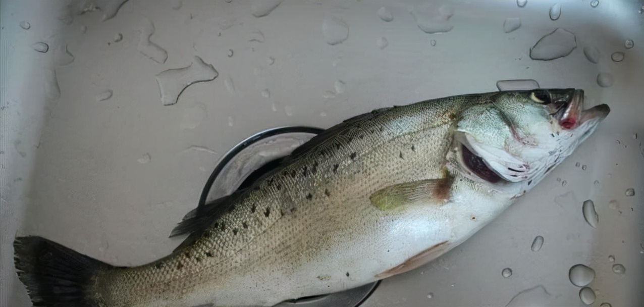 最常见的50种食用鱼吃法和价格,十种常用食用鱼类介绍