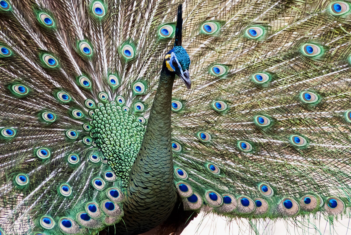 四种人格类型施爱者受爱者,四种动物人格类型