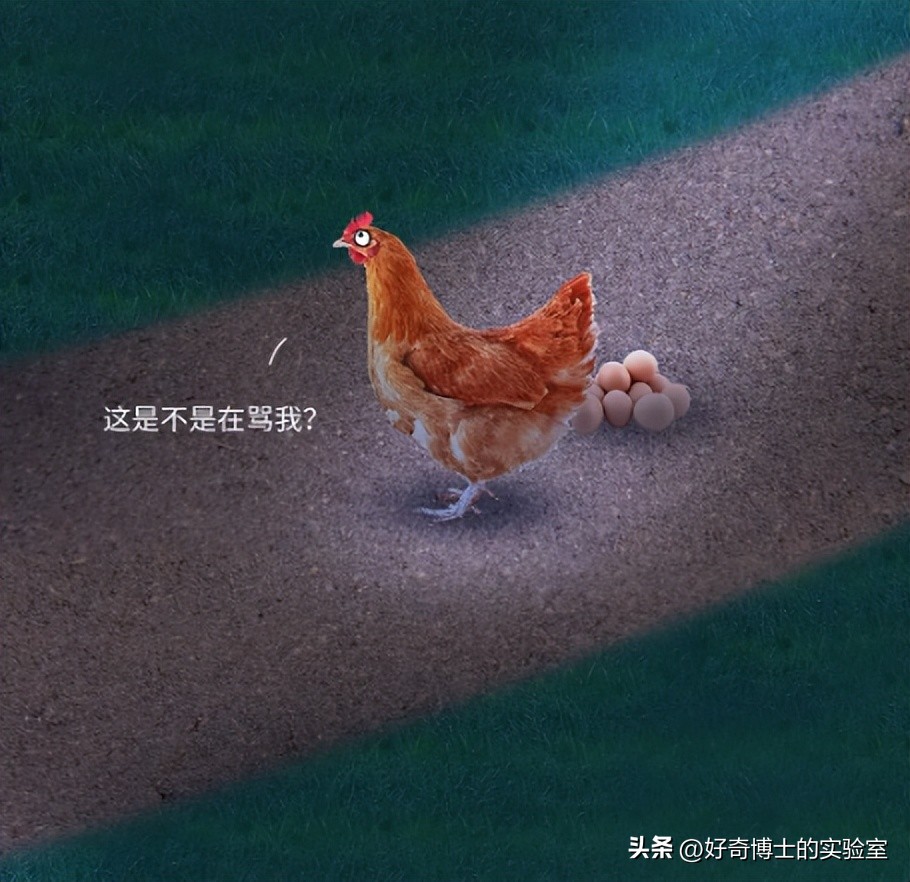 母鸡下蛋后为什么会咯咯叫，是因为屁股疼吗？