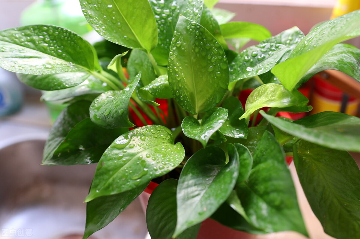 绿萝怎么修剪才能长得更好,绿萝怎样修剪才长得茂盛