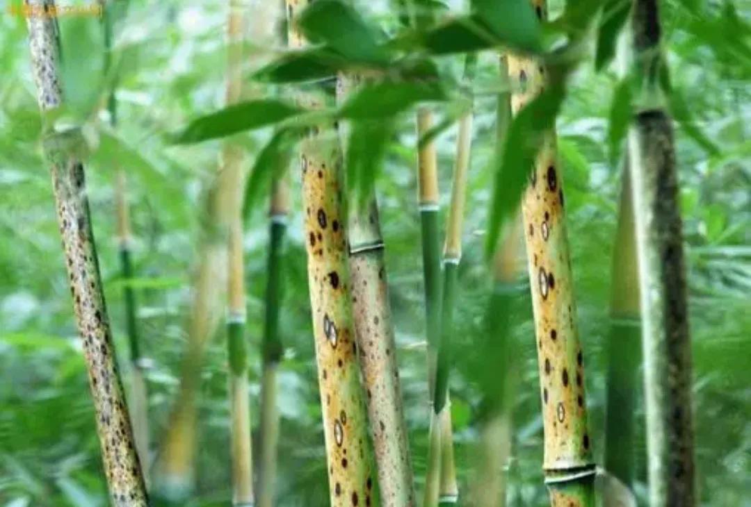 不系舟微博《诗路茶道》